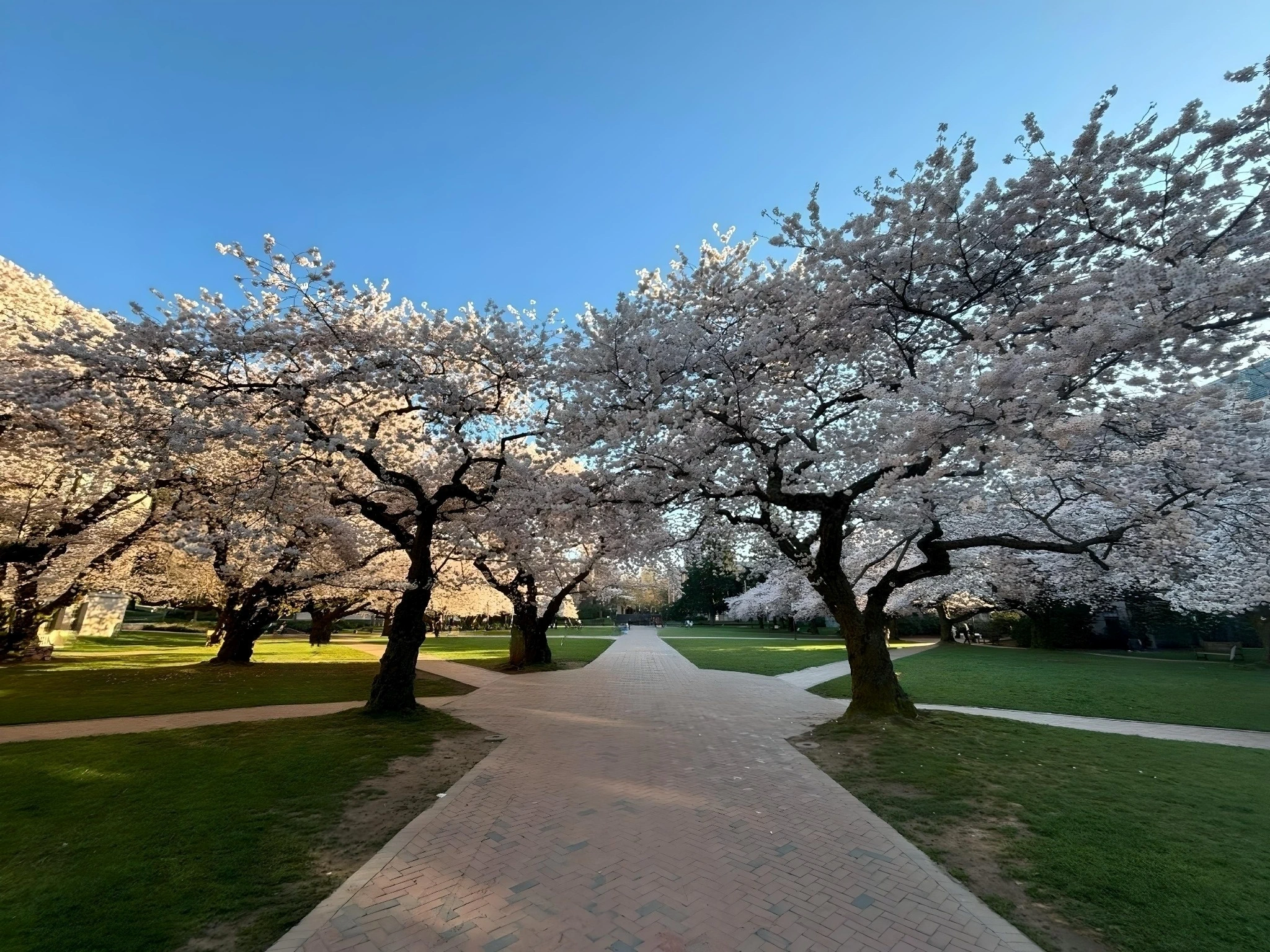 2024 Now! University Washington (UW) 100+ Year-Old Iconic Cherry Trees Are in Bloom - Plan Your Visit to Campus (See Live Camera) | Japanese-City.com