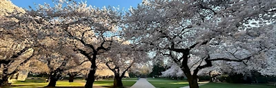 2024 Now! University Washington (UW) 100+ Year-Old Iconic Cherry Trees Are in Bloom - Plan Your Visit to Campus (See Live Camera)