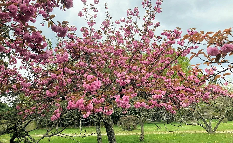 2024 Sakura Celebration: Garden Tour with Lara Netting