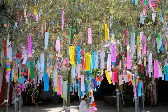 2025 Celebrate Tanabata at Ashland Japanese Garden (Hang Colorful Papers-Wishes are Written & Placed onto Bamboo Branches)