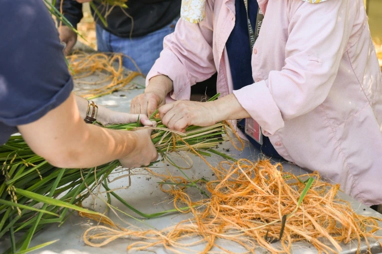 2025 Shoya House Rice Harvest (Learn How Rice is Grown, Bundled, and Harvested in a Traditional Japanese Setting) | Japanese-City.com