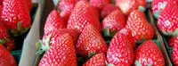 Japanese events festivals 2017 Tanaka Farms Strawberry Tours are now Open! (Includes a Wagon Ride to the Berry Patch, Eating Berries & a 1 lb Basket to Fill)