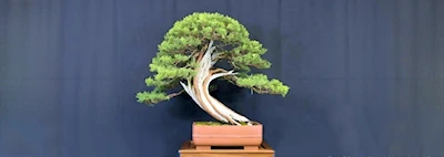 Japanese events festivals 2025: 65th Annual Bonsai Show & Sale Returns to Sacramento: A Celebration of Living Art & Tradition