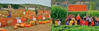 Japanese events festivals 2016 - Tanaka Farms Pumpkin Patch Opens on September 29th! (Wagon Rides, Corn Maze, Petting Zoo, Pumpkins..)