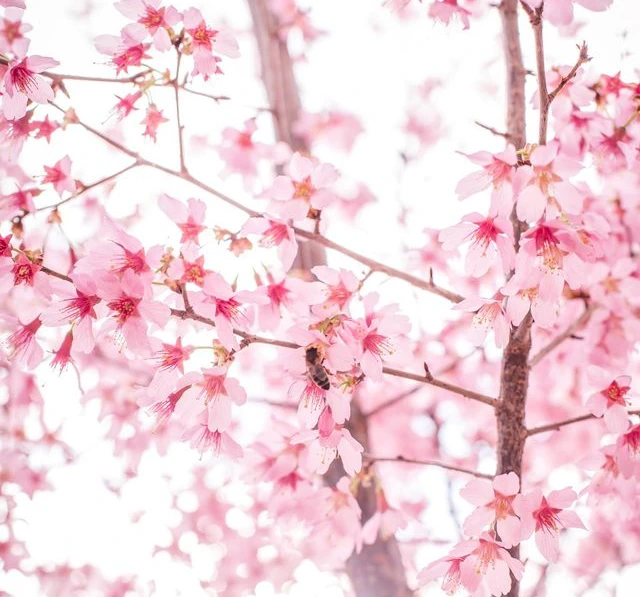 2024 Annual Missouri Cherry Blossom Festival Event, Marshfield (3 Days)