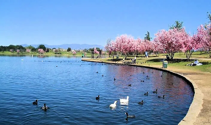 2023 Annual Cherry Blossoms Event Watch - Lake Balboa - Cherry Blossom Trees [Video Attached]