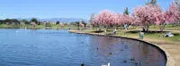 Japanese events festivals 2022 Annual Cherry Blossoms Event Watch - Lake Balboa - Cherry Blossom Trees [Video Attached]
