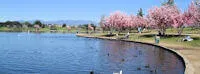 2024 Annual Cherry Blossoms Event Watch - Lake Balboa - Cherry Blossom Trees