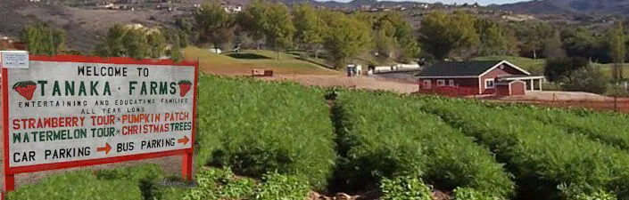 2015 Tanaka Farms Strawberry Tours Begin Daily