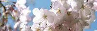 Japanese events festivals View Japanese Blossom Trees & Japanese Tea Garden - San Francisco (March & April)