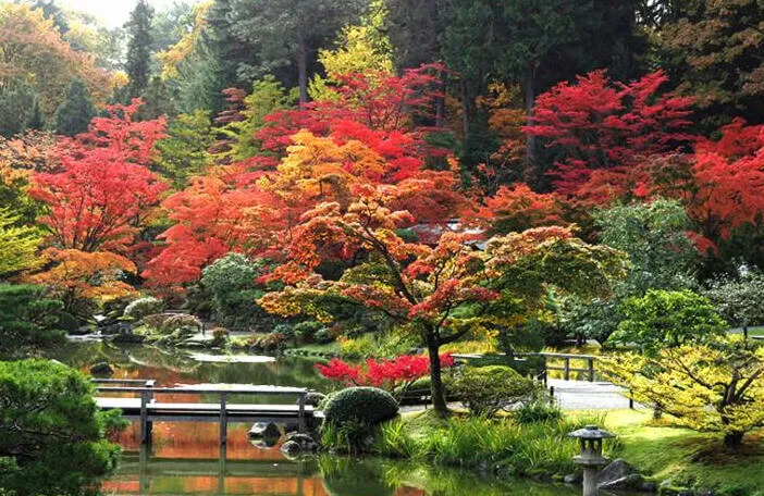 2023 Maple Festival - Seattle Japanese Garden (Origami, Taiko Live, Kendo, Scavenger Hunt..) Oct 5-15, 2023 | Japanese-City.com
