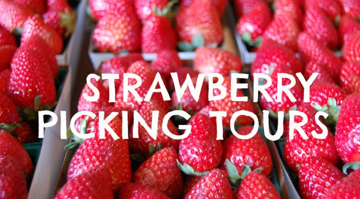 2022 Strawberry Picking Tours (Starts March 1 - June) - Take the Wagon-Ride Around Farm! - Tanaka Farms
