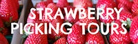 Japanese events festivals 2023 Tanaka Farms Strawberry Picking Tours (Starts March 13 - June) - Take the Wagon-Ride Around Farm! - Tanaka Farms