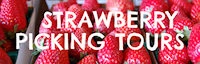 Japanese events festivals 2024 Tanaka Farms Strawberry Picking Tours (Starts March 13 - June) Take the Wagon-Ride Around Farm! - Tanaka Farms