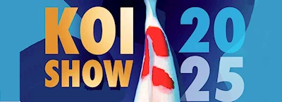 Japanese events festivals 2025 ZNA Koi Show: San Jose (Japan Tradition of Koi Dates Back to Ancient Times, Considered Symbols of Good Luck Today)