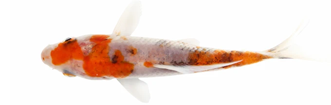 Japanese events festivals 2025: 49th Annual Open Koi Show Event (Japanese Cultural Activities: Live Taiko Drummers, Judges, Lectures) Gardena Civic Center (2 days)