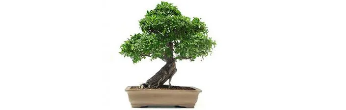 2019 - 62nd Annual Bonsai Show - Discover the Timeless Appeal of an Ancient Horticultural Art Form (2 Days)