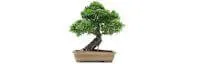 Japanese events festivals 2019 - 62nd Annual Bonsai Show - Discover the Timeless Appeal of an Ancient Horticultural Art Form (2 Days)