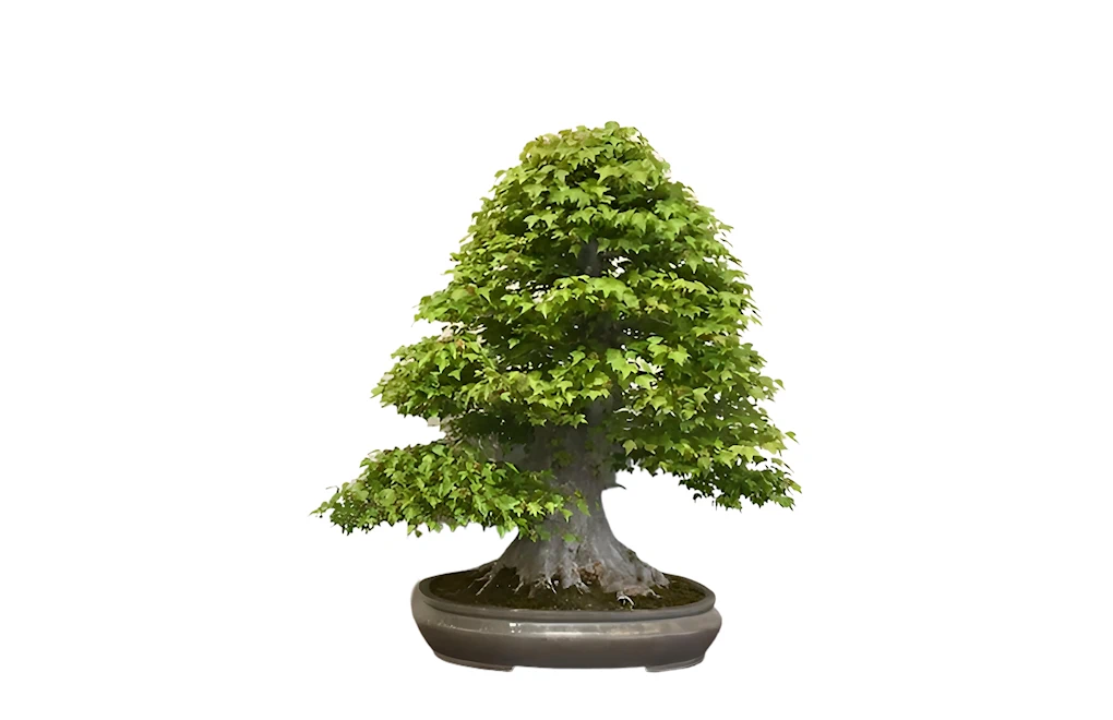 2024 Annual Bonsai-a-Thon: 'Bonsai Bazaar' Includes Exhibits, Demonstrations, Prize Drawings (2 Days) | Japanese-City.com