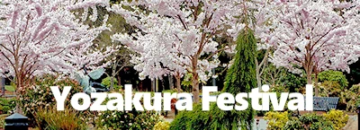 Japanese events festivals 2024 Yozakura Festival: Cherry Blossom Viewing in the Daytime  (March 27 - April 7) Gresham Japanese Garden