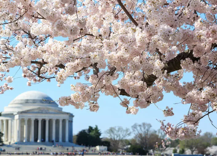 2021 National Cherry Blossom Festival Event in Washington DC (March 20 - April 11, 2021)