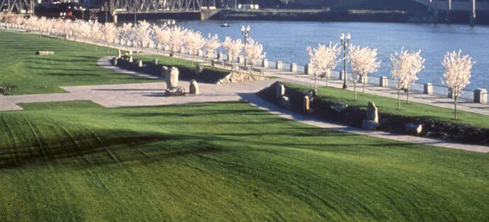 Cherry Trees Watch in Portland (March - April) - Tom McCall Waterfront Park - Japanese American Historical Plaza