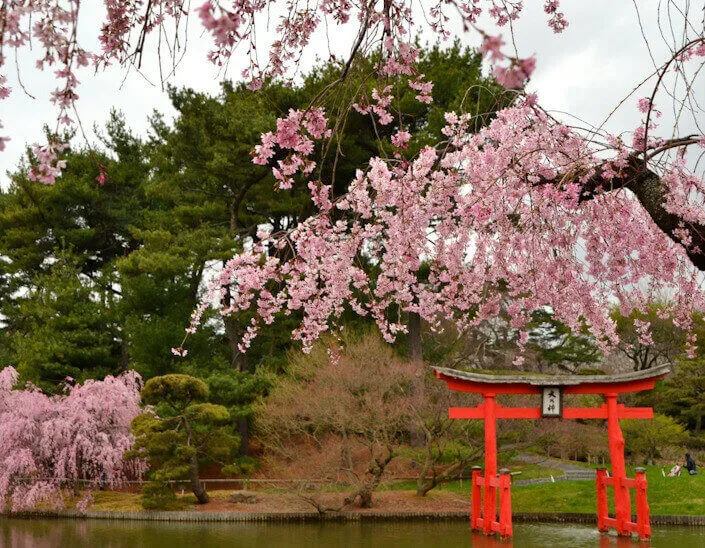 New York Botanical Garden (Brooklyn Botanic Garden) Cherry Blossom Trees, Garden | Japanese-City.com