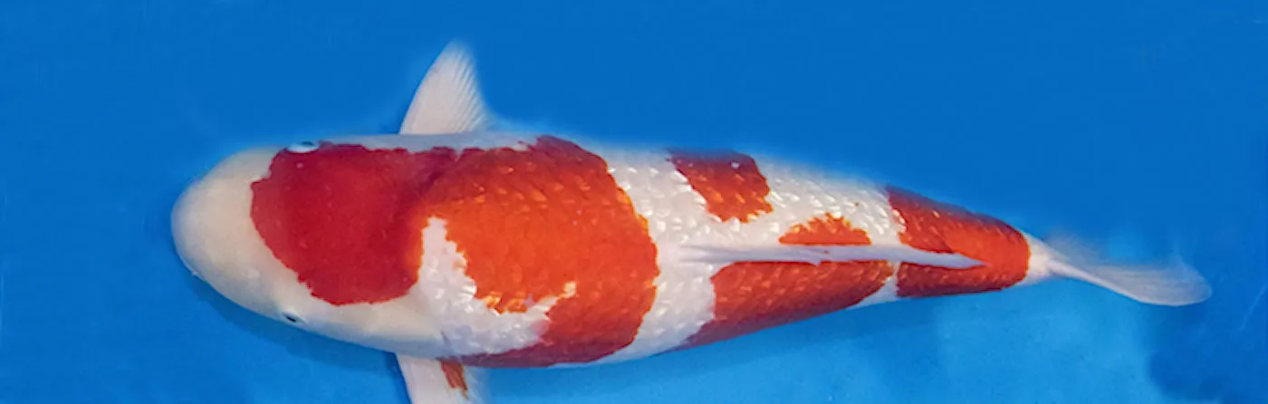 Japanese events festivals  Biggest West Coast KOI Show - Del Mar, CA - Feb. 25-26