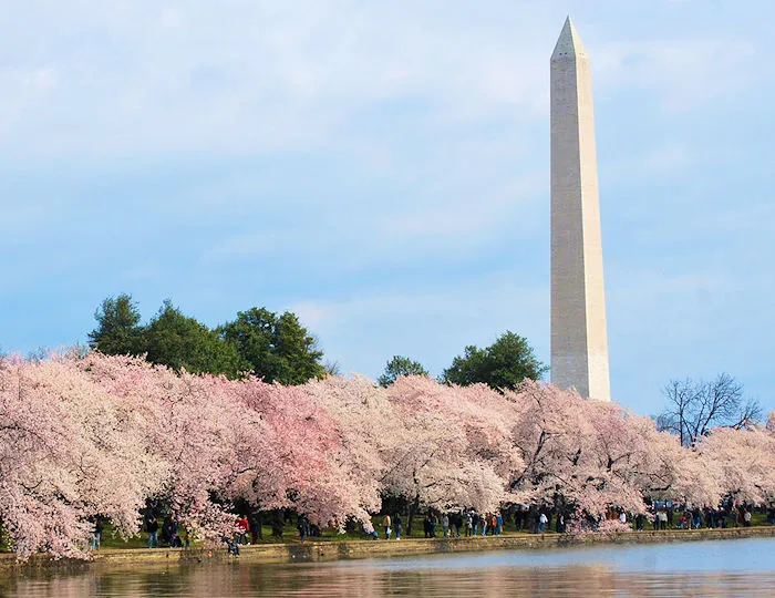Washington Monument Grounds | Japanese-City.com