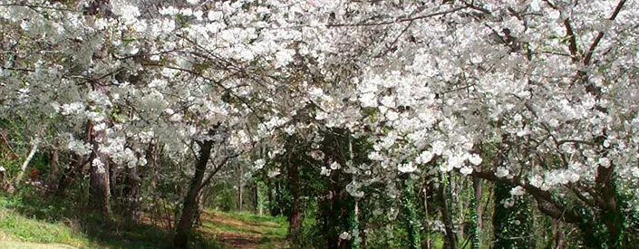 Central City Park - Macon | Japanese-City.com