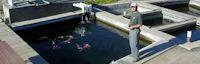 California Koi Farm