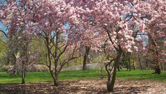 2015 International Annal Cherry Blossom Festival (Over 300,000 Yoshino Cherry Trees Bloom for 10 days)