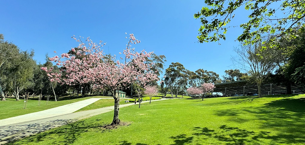 2018 Public Ondo Demonstration at the Huntington Beach Cherry Blossom Festival