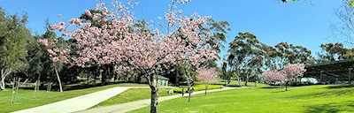 Japanese events festivals 2018 Public Ondo Demonstration at the Huntington Beach Cherry Blossom Festival