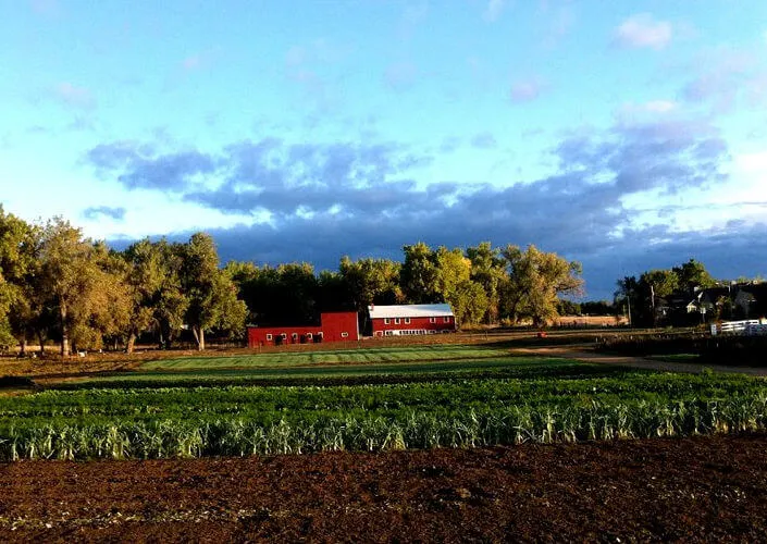 Ollin Farms | Japanese-City.com