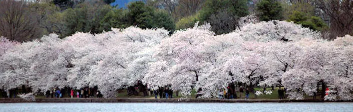 Tidal Basin, District of Columbia (Chery Blossom) | Japanese-City.com