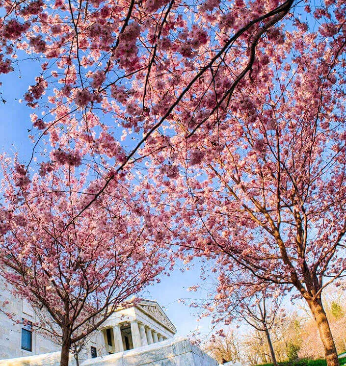 Buffalo Japanese Garden | Japanese-City.com