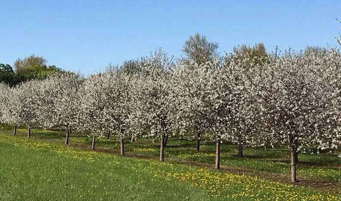 Choice Orchards | Japanese-City.com