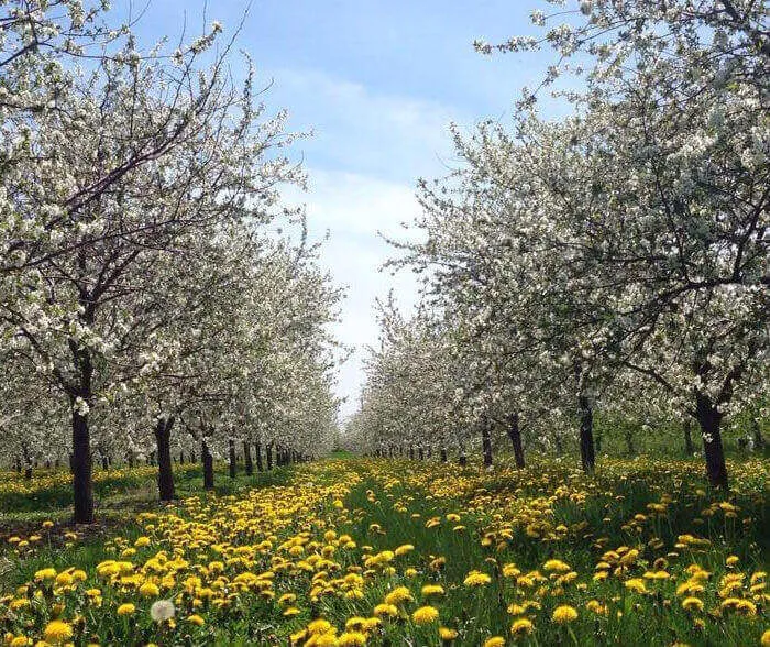 Seaquist Orchards Farm Market | Japanese-City.com