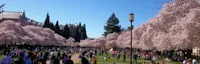 University of Washington, Seattle (Japanese Garden within the Washington Park Arboretum) 