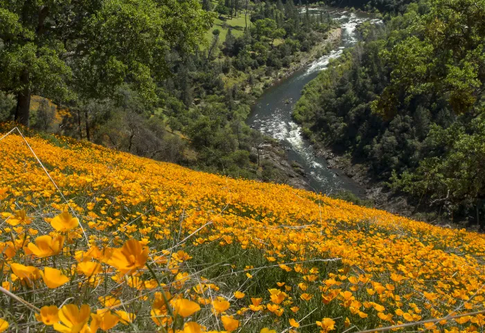 American River Conservancy | Japanese-City.com