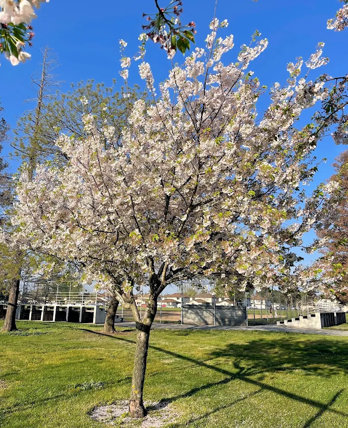 Pixie Woods Park - Louis Park (Cherry Blossom Trees) | Japanese-City.com