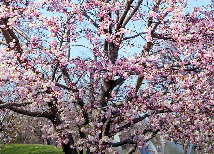 Jackson Park Cherry Blossoms (160 Cherry Blossom Trees) | Japanese-City.com
