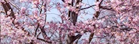 Jackson Park Cherry Blossoms (160 Cherry Blossom Trees) 