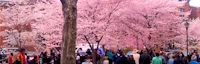 Japanese events festivals 2023 Celebrate the Cherry Blossoms, Historic Wooster Square (Concert & Food Trucks)