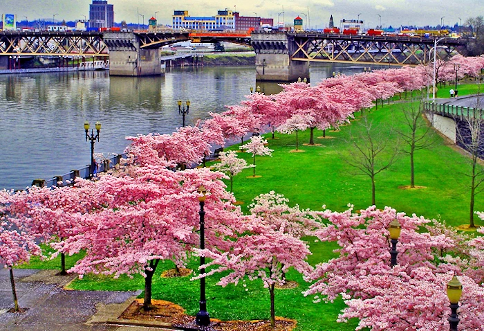 Hanami Line (Cherry Blossom Park - Mix of Nature, Art and Culture in a Beautiful Waterfront Space) | Japanese-City.com