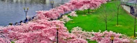 Hanami Line - The Cherry Blossom Park (Mix of Nature, Art and Culture in a Beautiful Waterfront Space)