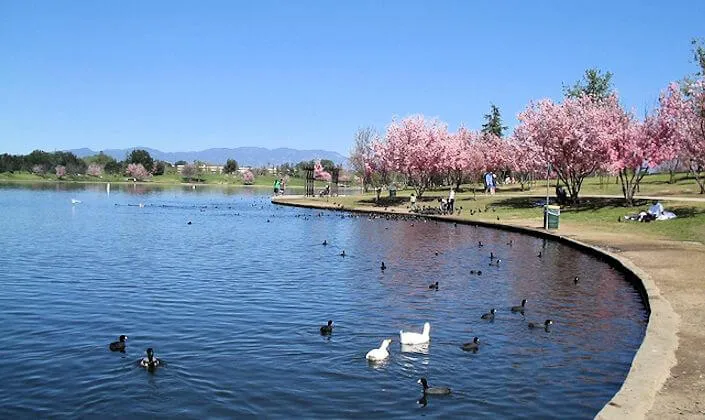 2014 Annual Cherry Blossoms Watch (Updated Photo Status!)- Lake Balboa Lake - Over 2,000 Cherry Blossom Trees [Video Attached]