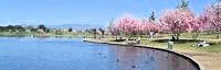 Japanese events festivals 2014 Annual Cherry Blossoms Watch (Updated Photo Status!)- Lake Balboa Lake - Over 2,000 Cherry Blossom Trees [Video Attached]