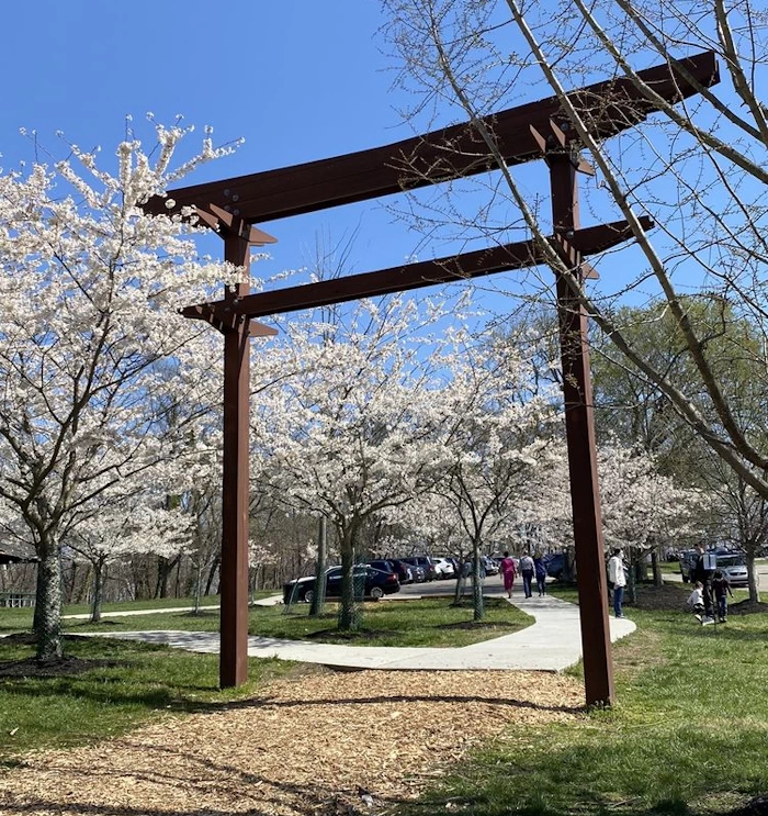 Ault Park (1000s Cherry Blossom Tree Grove Blooms in late March to early April) | Japanese-City.com